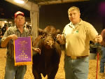 2011 West Tenn. State Fair - Champion Bull